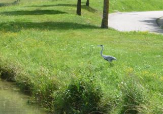 We see lots of Great Blue Herons along the canals.