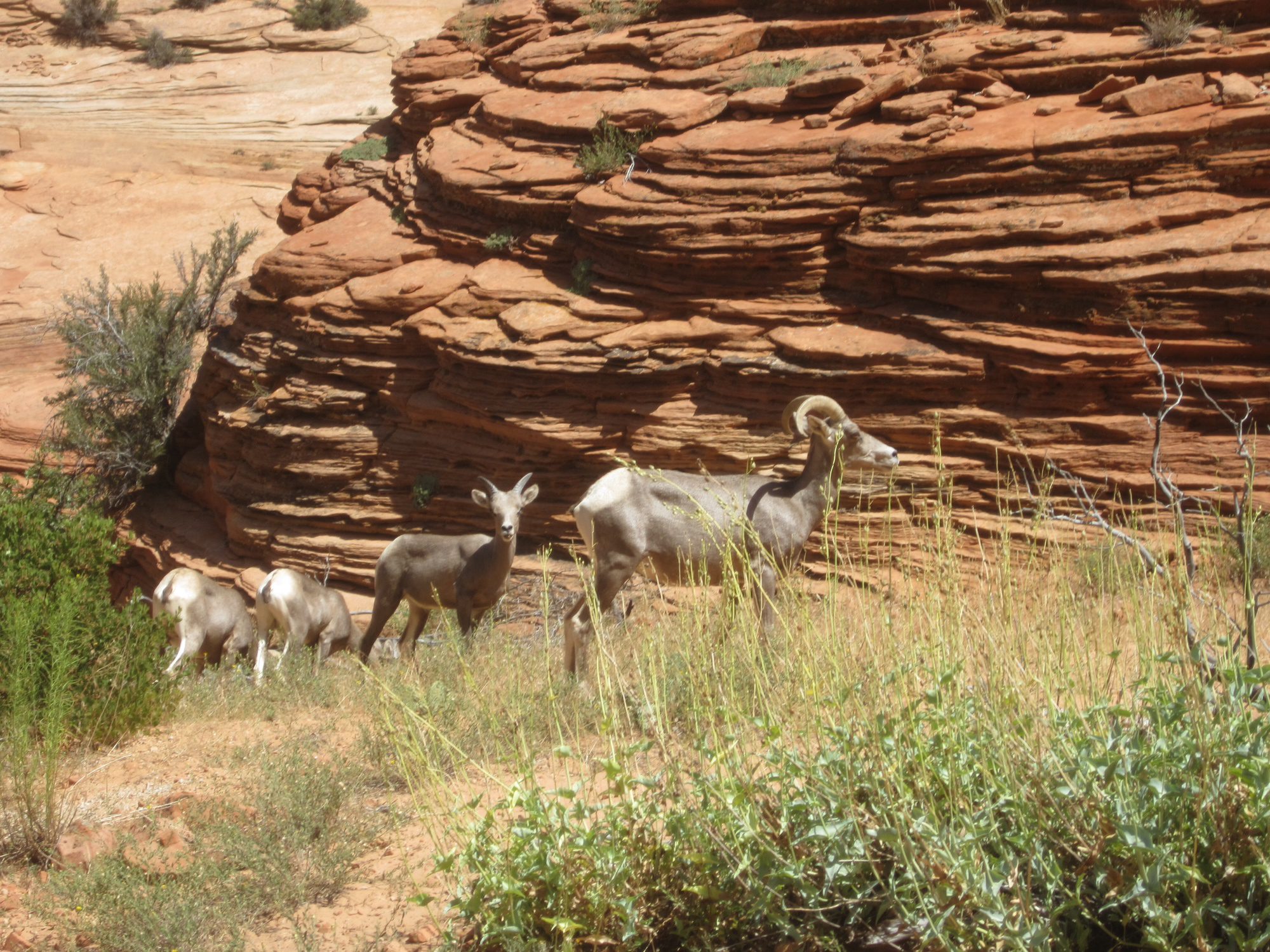 zion-national-park-goodbye-2020-hello-savings-last-chance-to-save