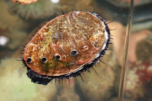 Abalone_at_California_Academy_of_Sciences