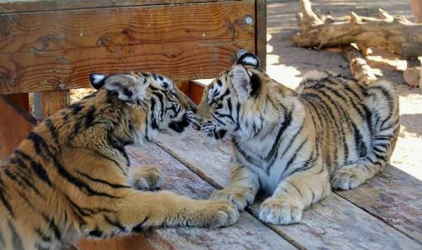 America S Teaching Zoo At Moorpark College To Host Annual Snow Days Event Citizens Journal