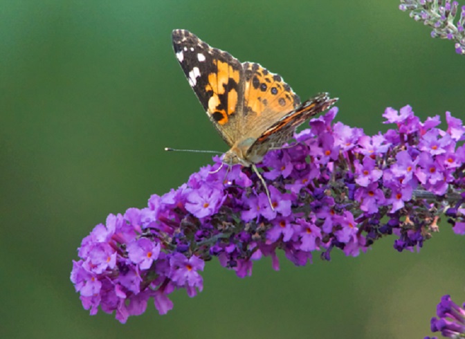 Insects Are Disappearing, But California Just Got a Beautiful Explosion of Butterflies