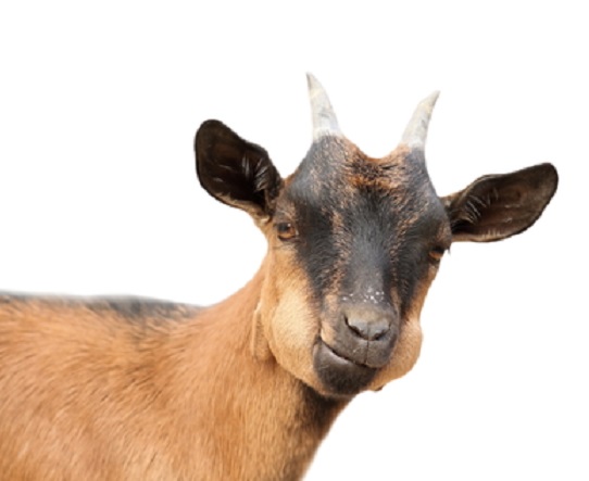 Vermont Town Swears In Mayor, Lincoln The Goat.