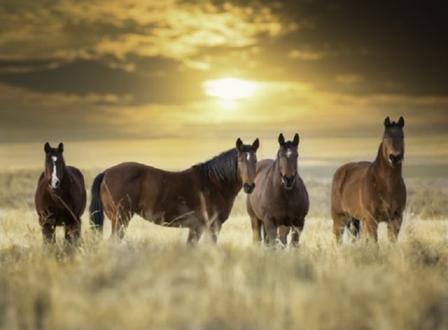 Feds Offer $1000 To Adopt Wild Horses Because They Can’t Cull Them